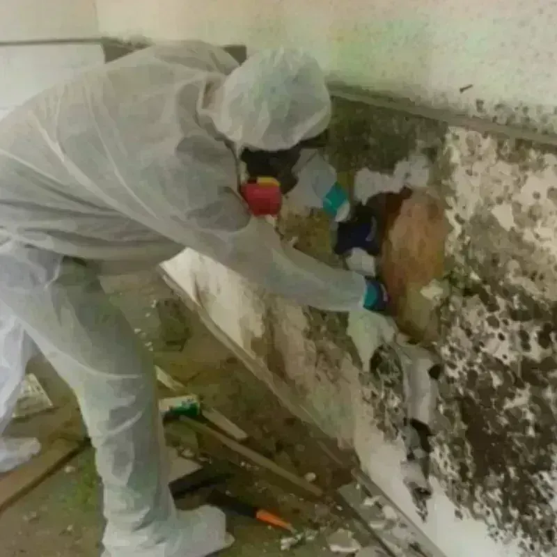 Mold Remediation and Removal in Hurley, WI